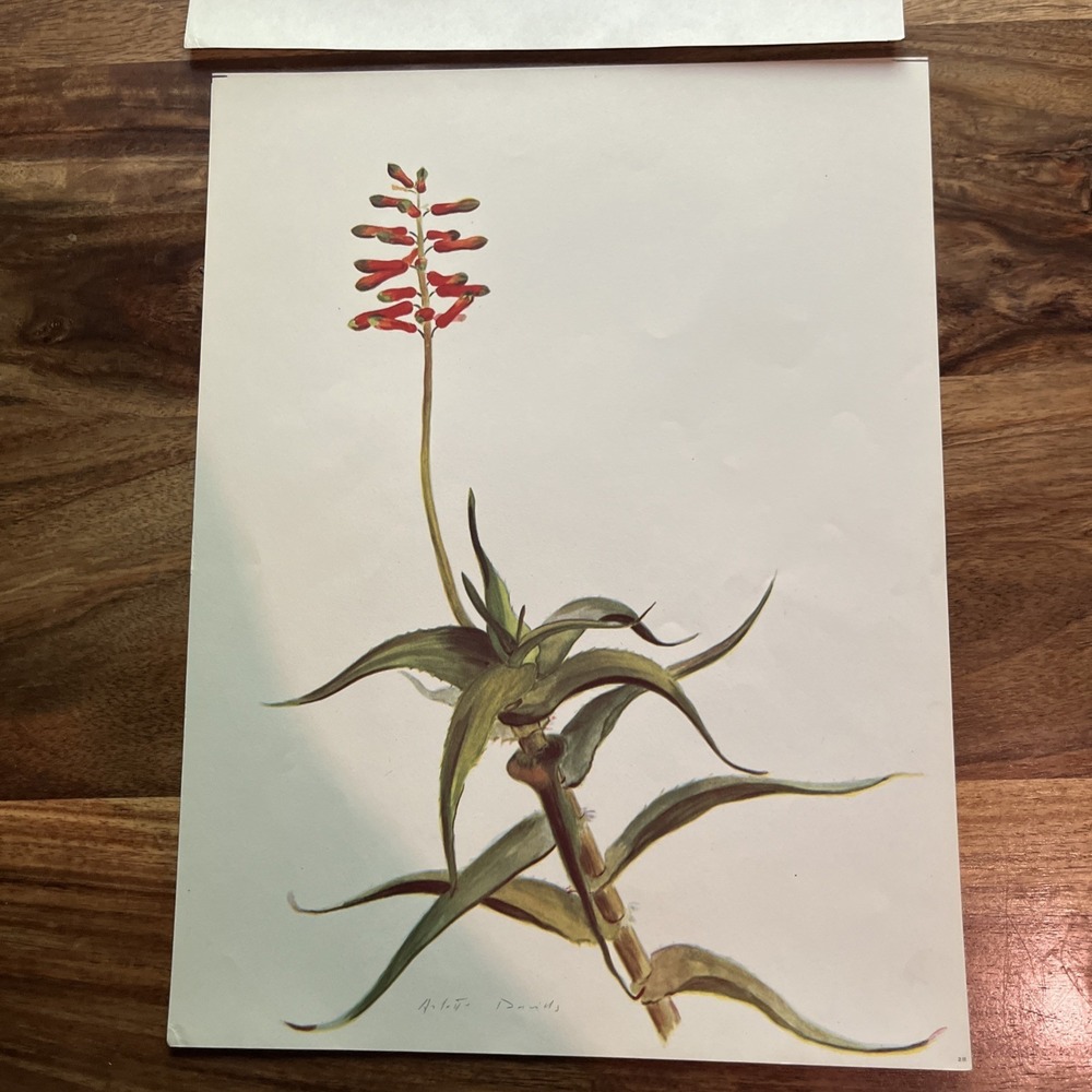 Vintage 1940s Arlette Davids Spring Flowers Aloe Ciliaris Botanical Print #28